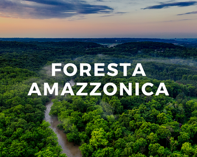 60,000 alberi piantati in Brasile